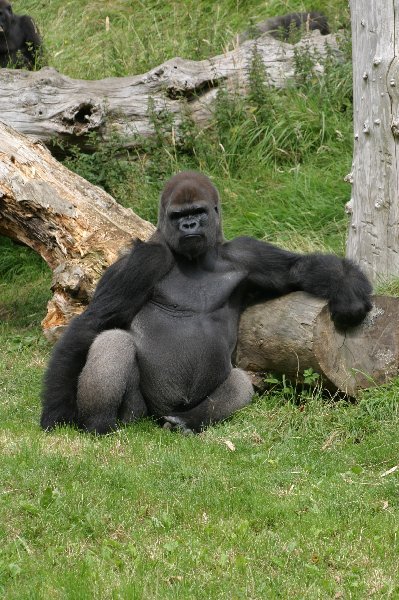 Gorilla at Jersey Zoo