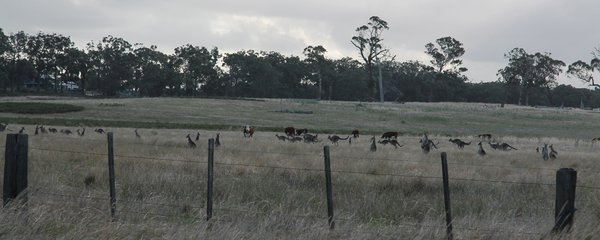 A Field of Roos