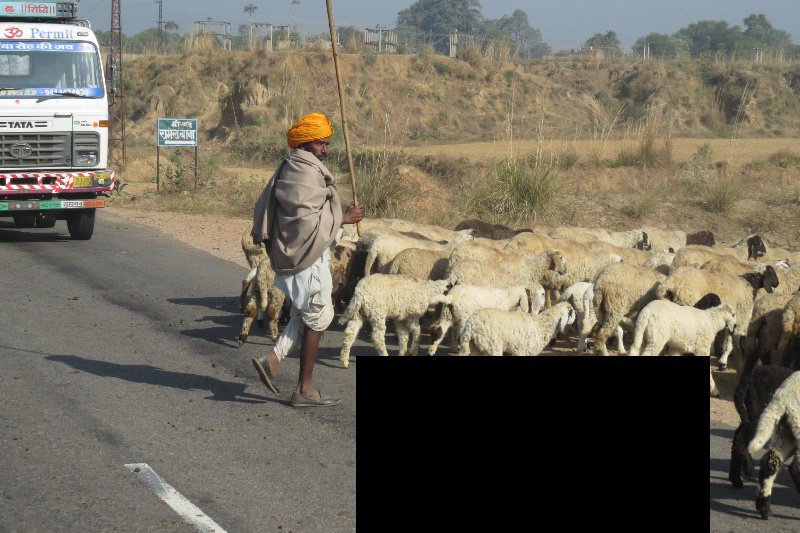 Goat Crossing
