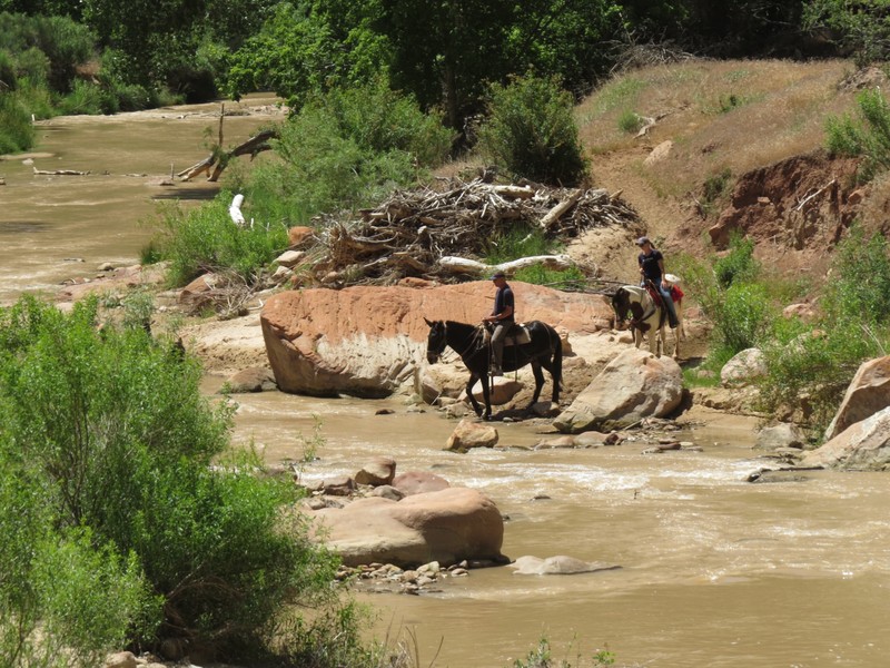 Horse Trail at Zion Park