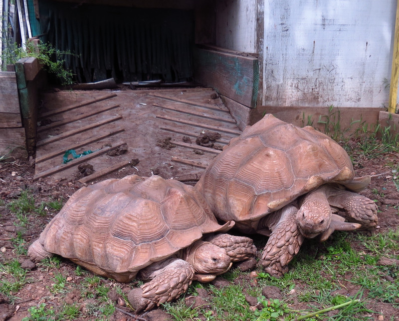 Tracie's tortoises