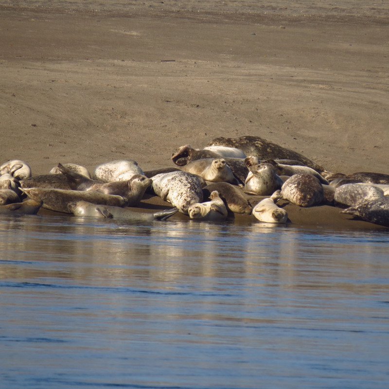 Harbour Seals at Taft