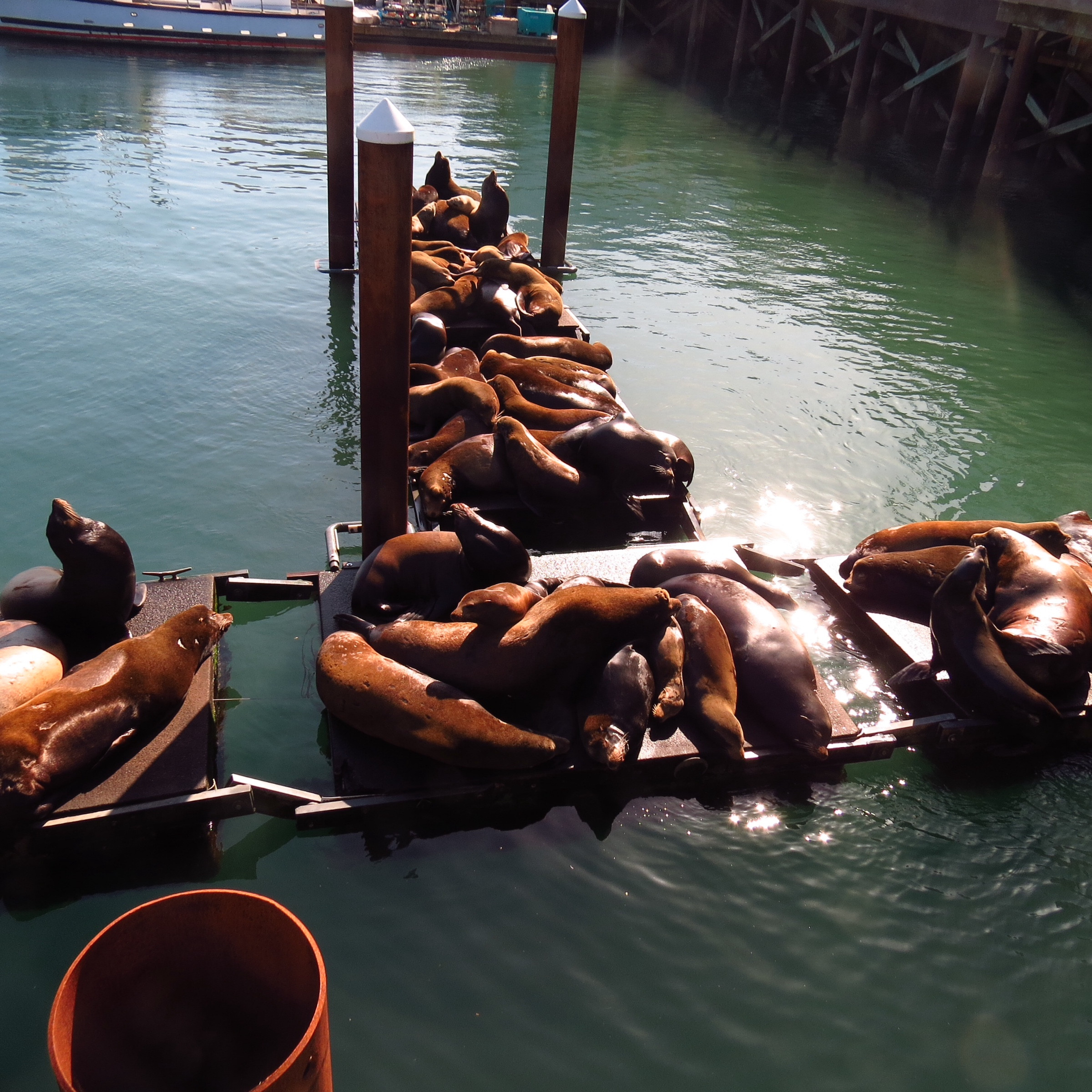 when do the sea lions come to newport oregon Sea lions basking on the ...