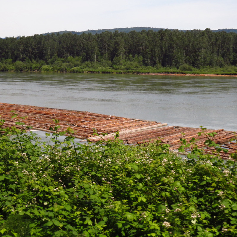 Logs on Fraser River