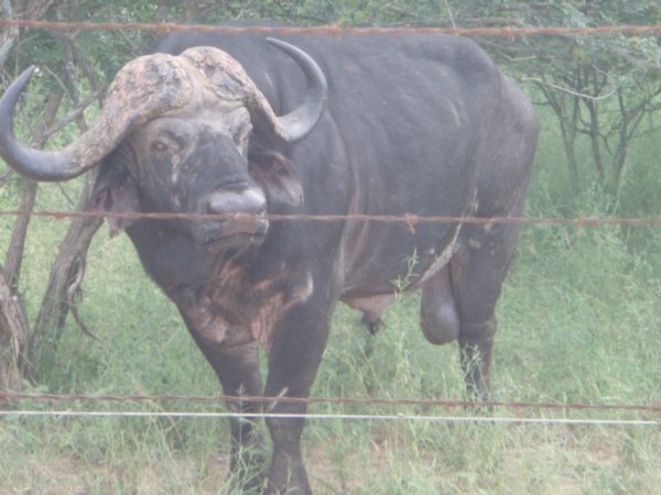 Cape Buffalo  at Panzi Bush Camp bordering Kruger National Park-South Africa