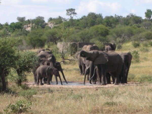 Elephants in Kruger National Park-South Africa