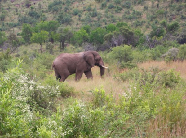 Game drives were so cool seeing animals close & unfenced