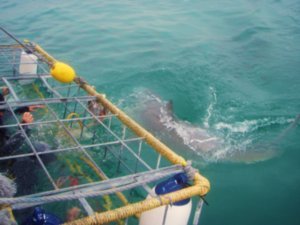 Great White Shark cage diving in Gansbaii, South Africa (2)