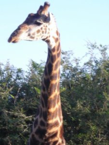 Huge giraffe in Kruger National Park-South Africa