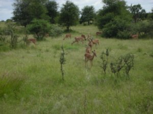 Impalas in Kruger National Park-South Africa