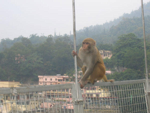 Monkey on the bridge