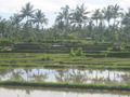 Bali Rice Paddies