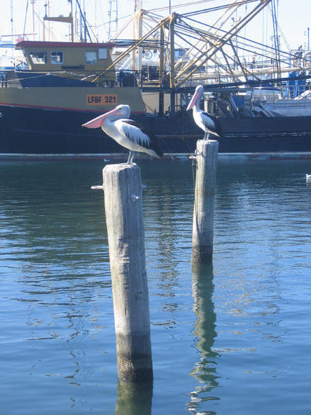 Pelicans in Fremantle Harbor