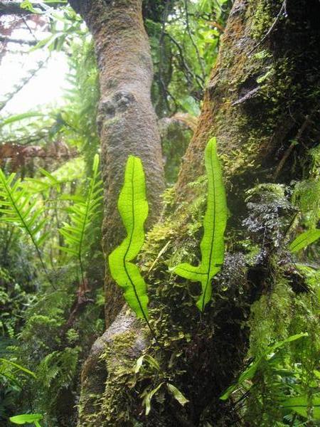 Ferns in the rainforest