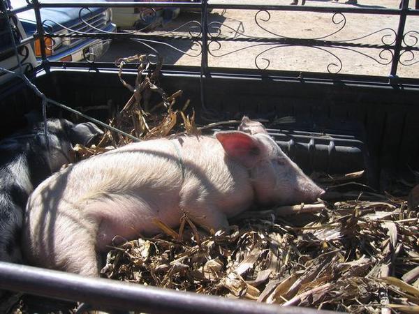 Pigs at market