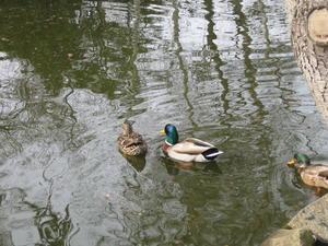 Ducks at Point Defiance
