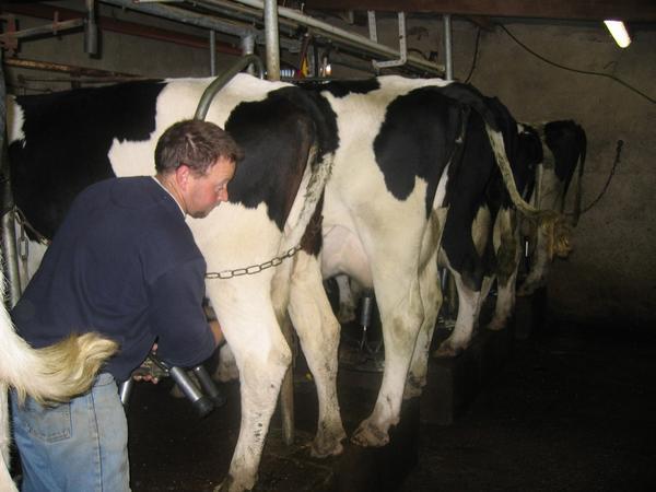 Patrick milking the cows