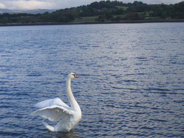  A Swan landing on Bantry Bay