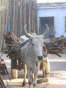 Bullock with bamboo