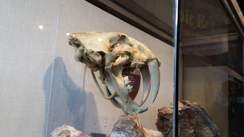 I Don’t Recall Having Seen Actual Saber-Tooth Tiger Incisors This “Up Close and Personal”