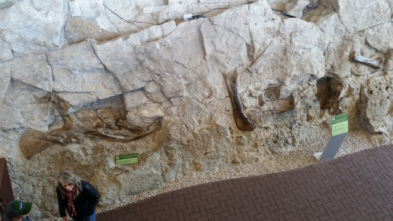 An Elevated Walkway, with Available Binoculars, Allows Better Visualization of Fossils in the Upper Reaches of the Fossil Wall – Note the Lady (Lower, Left) as a Size Comparison to the Large Bones
