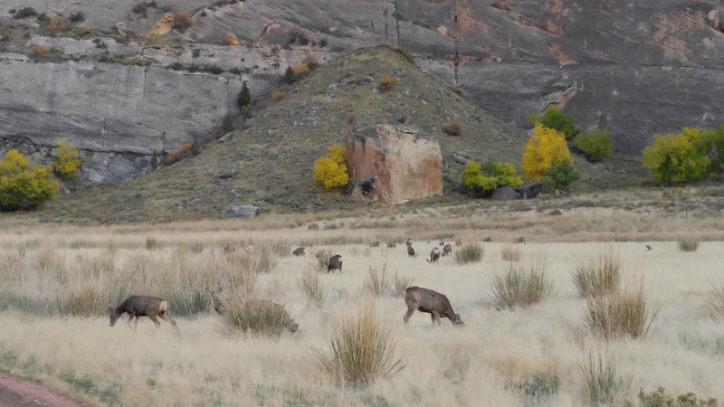 Indeed a Sizeable Herd of Deer Were Having a Leisurely Supper …