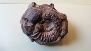 This Ammonite (Whatever That Is) Lived 90-88 Million Years Ago