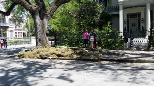 Historic Preservation Is a Way of Life in New Orleans – Most Certainly This Tree Cannot Be Removed to Correct the Sidewalk Deformation