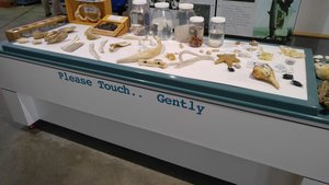 Hands-on Exhibits Are Great Stimuli for the Younger Visitor