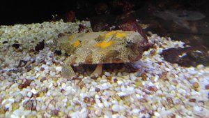 The Polka-dot Batfish Doesn’t Camouflage as Easily in This Tank as in Its Natural Environment …