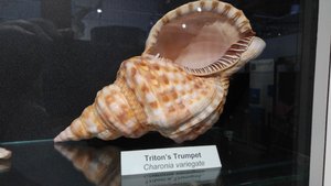 Several Interesting Sea Shells Are on Display