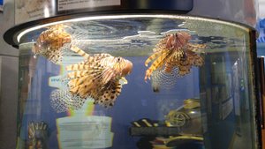 The Deadly Lionfish Gets Extensive Coverage