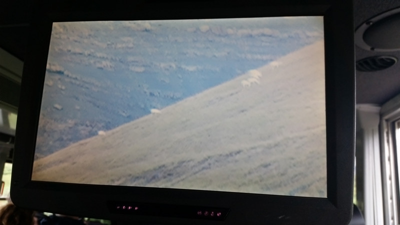 Dall’s Sheep on the Video Monitor …