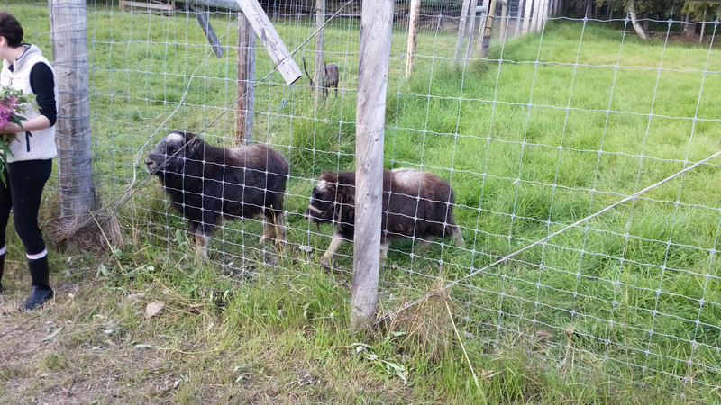 These Muskox Were Conditioned a la Pavlov’s Dogs