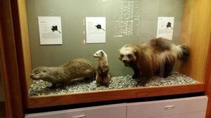 (Left to Right) River Otter, Pine Marten and Wolverine