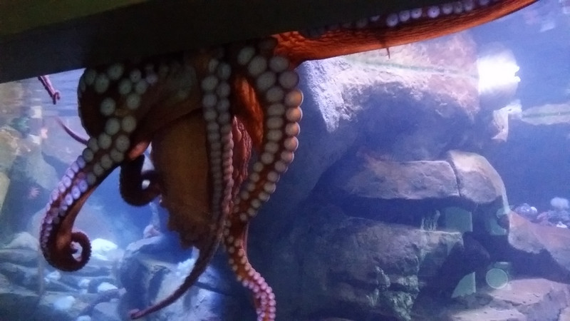 The Giant Octopus Was Photographically Uncooperative