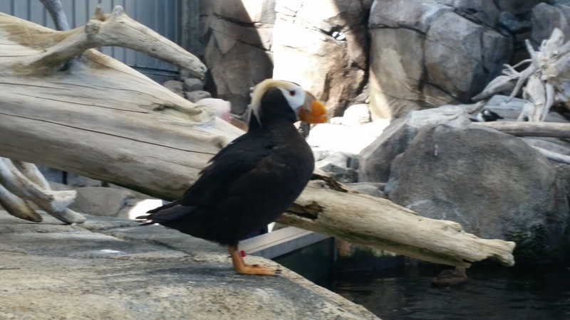 The Tufted Puffin Has a Black Body …