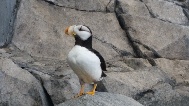 … While the Horned Puffin Has a White Breast