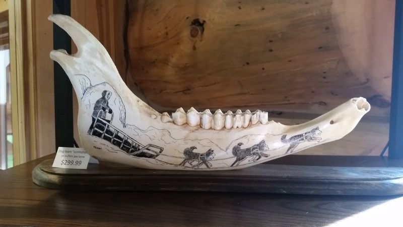 Scrimshaw Art on Buffalo Jaw Bone Depicts the Dogs in Action