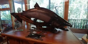 A World Record King Salmon – 97 pounds, 4 ounces and 58 ½ inches
