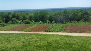 Just Below the Plantation House Were the Vegetable Gardens
