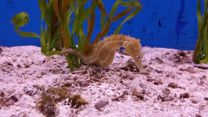 Sorry, You’re Stuck with It.  I Love Seahorses!