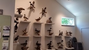 Numerous Native Waterfowl Mounts, Numbered for Identification, Are on display