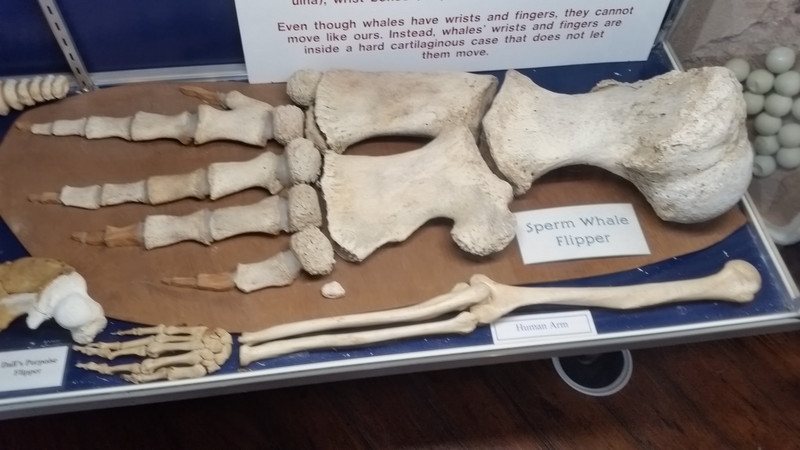 The Major Orthopedic Difference Between the Wrist and Fingers of a Human and a Sperm Whale Is Scale; Functionally, The Whale’s Flipper Bones Are Wrapped in a Hard, Cartilaginous Case That Does Not Permit Movement