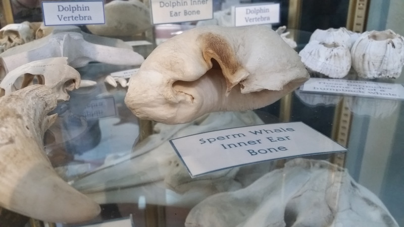 The Inner Ear Bone of a Sperm Whale