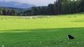 Highland Farm Experience – Leault Farm – Kingussie, Scotland
