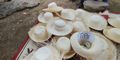 The Best of Manta Shore Excursion – The Panama Hat Factory in Montecristi