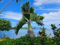 Tahiti: Around the Island Tour –Tahiti, French Polynesia