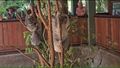 CRIKEY! It's Australia Zoo – Beerwah, Queensland, Australia