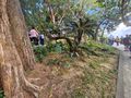 “Ishigaki Half Day” Shore Excursion – Ishigaki Island, Japan 